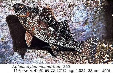 Aplodactylus meandritus